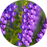 Aconite